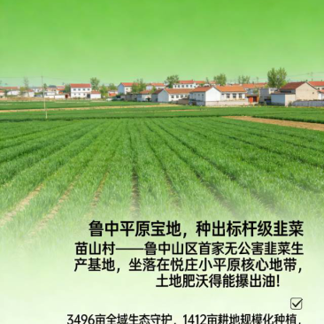山东无公害有机韭菜