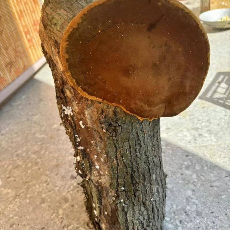 缅甸桑树桑黄