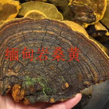 缅甸桑树桑黄