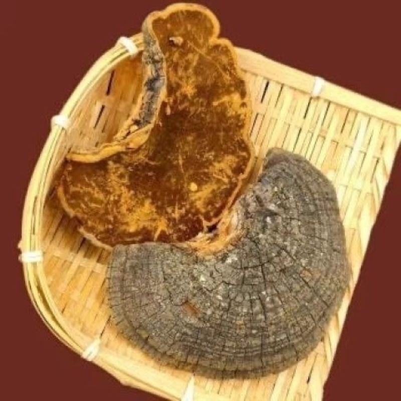 缅甸桑树桑黄