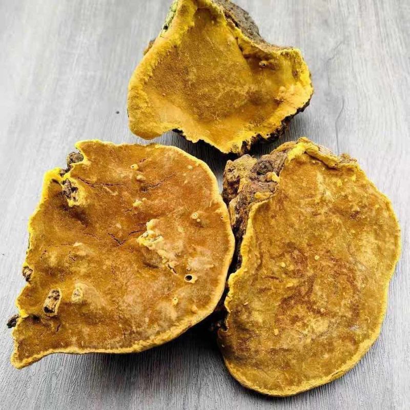 缅甸桑树桑黄
