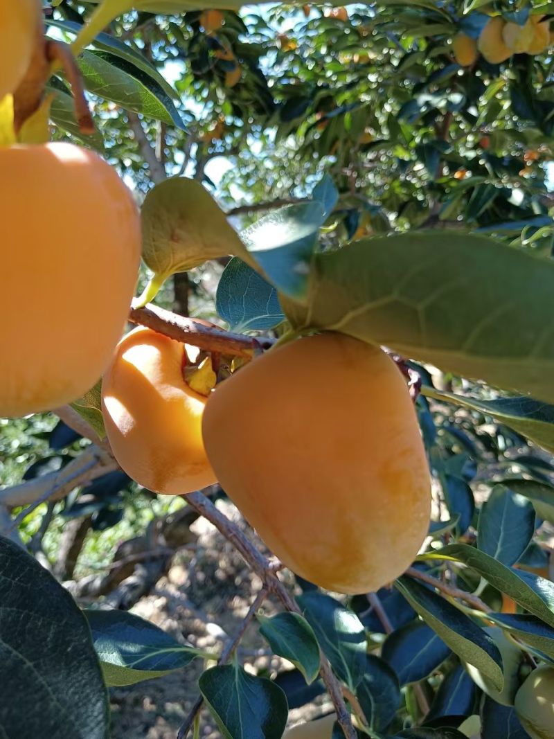 沂源山柿饼，自然环境生长，传统工艺制作！