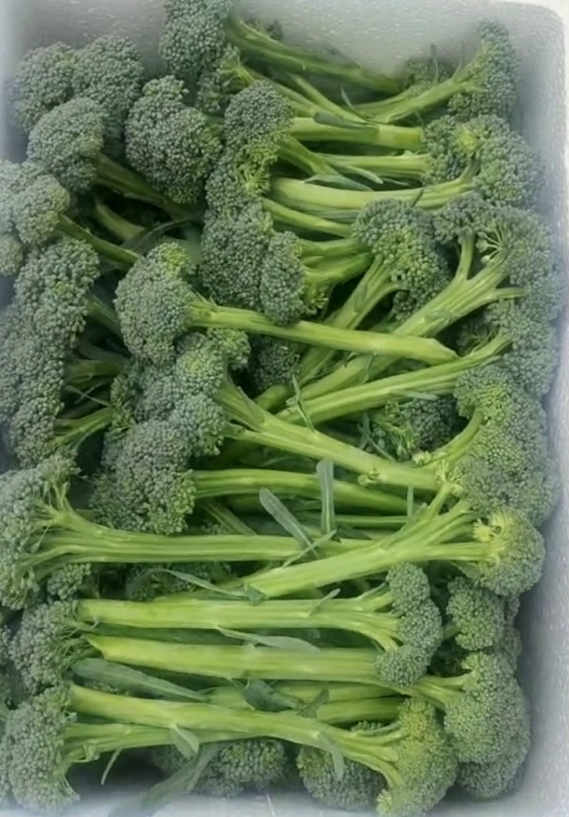 花青王西蓝苔