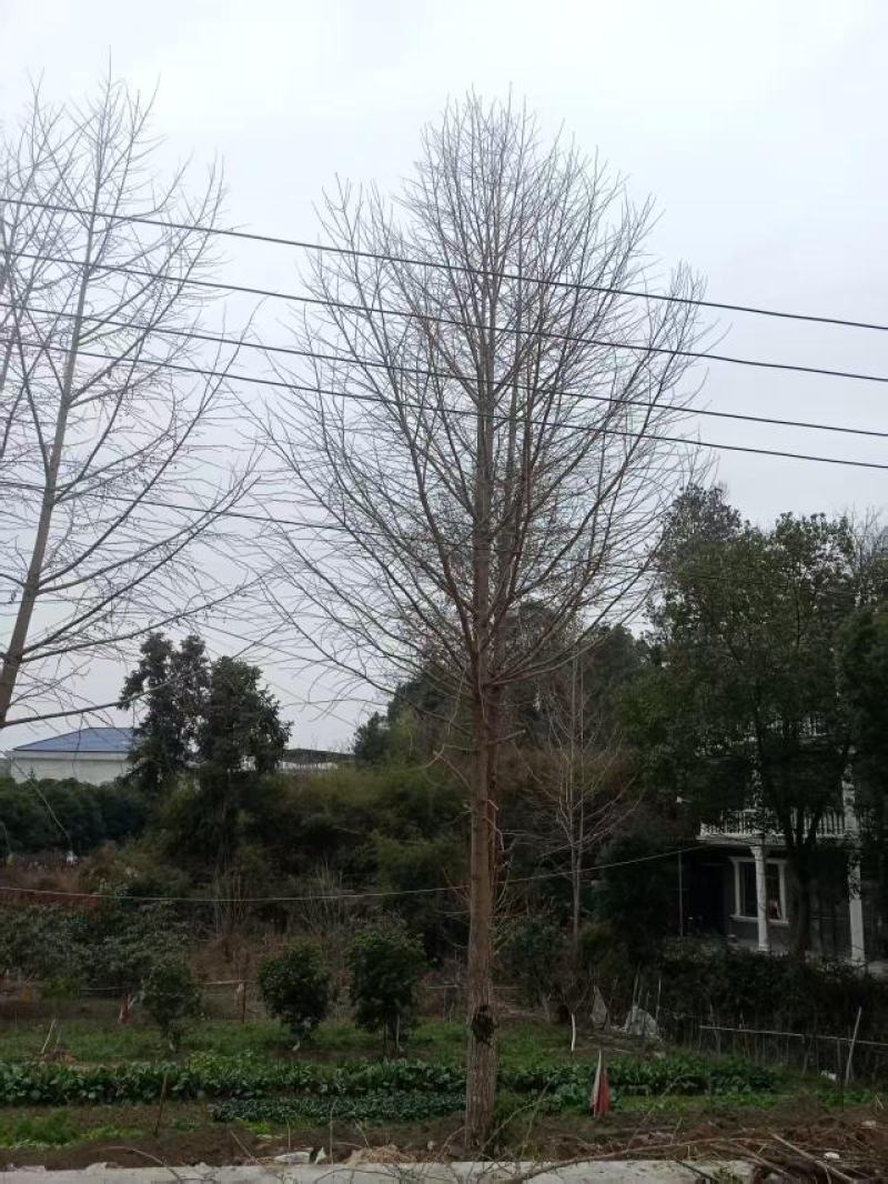 三十年银杏树
