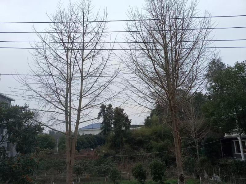 三十年银杏树