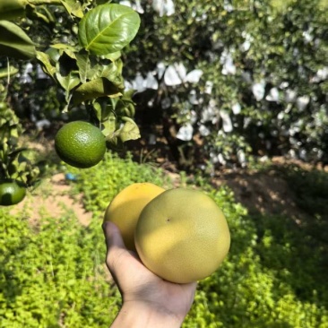 平和蜜柚