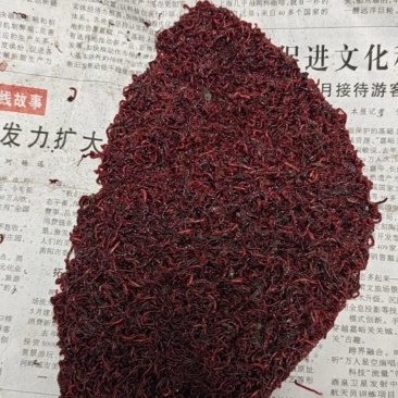 活体红虫