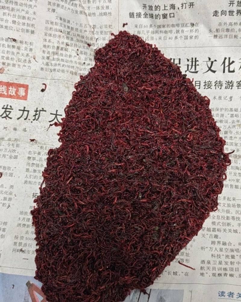 活体红虫