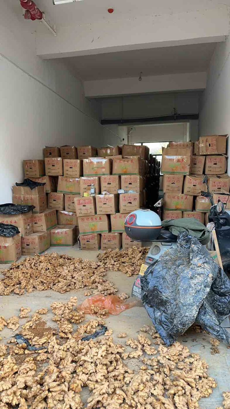 云南小黄姜产地直供可视频看货全国发货，欢迎咨询