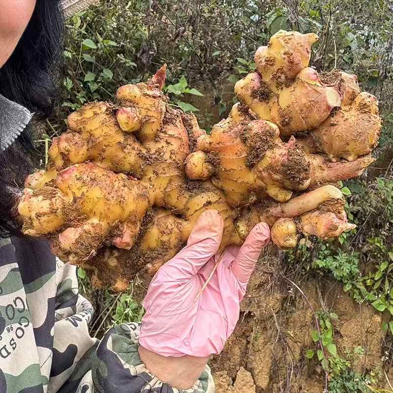 云南小黄姜产地直供可视频看货全国发货，欢迎咨询