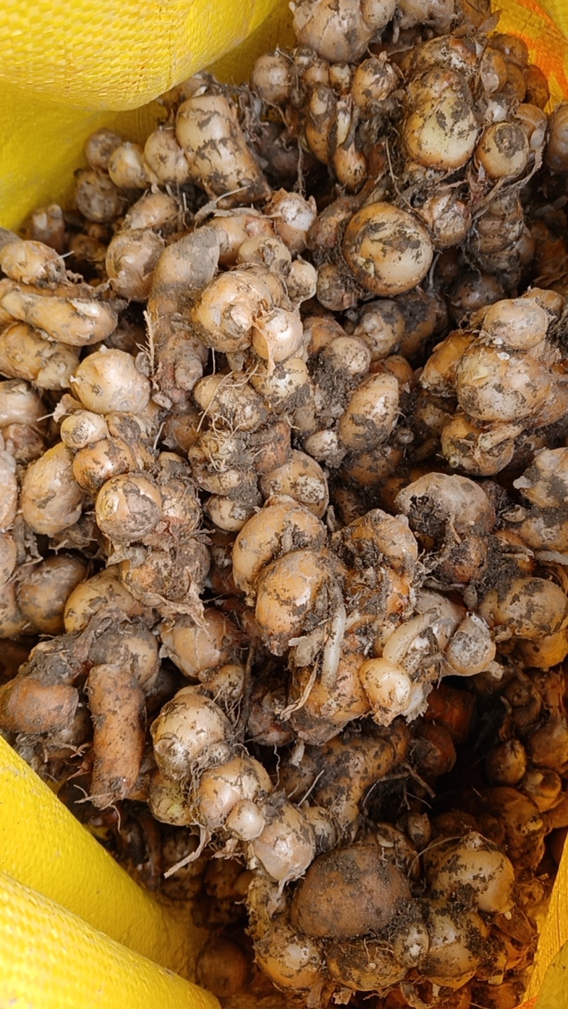 沙姜新货