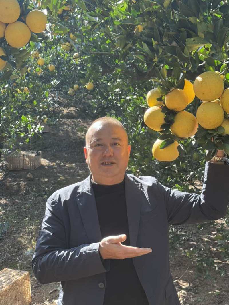 精选胡柚原产地优质胡柚