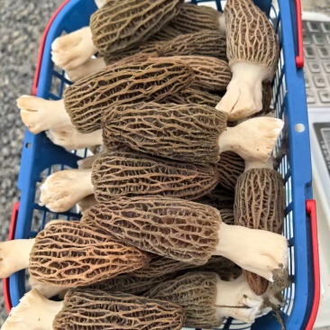 羊肚菌