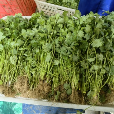 大叶香菜产地直发，大棚标准菜，30公分均高。每日走货。