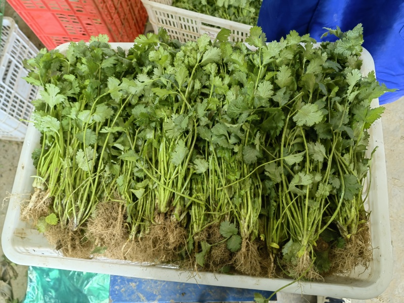 大叶香菜产地直发，大棚标准菜，30公分均高。每日走货。