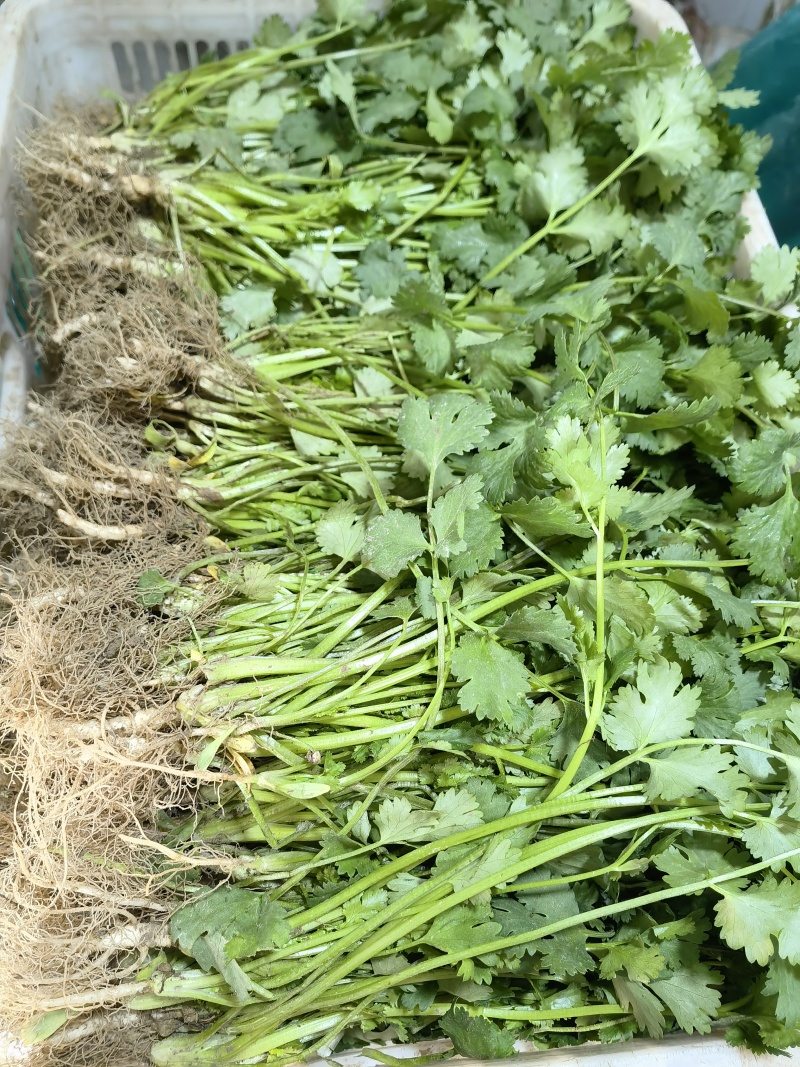 大叶香菜产地直发，大棚标准菜，30公分均高。每日走货。