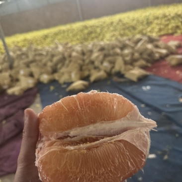三红柚，红心柚