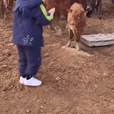 自家散养黄牛肉