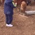 自家散养黄牛肉