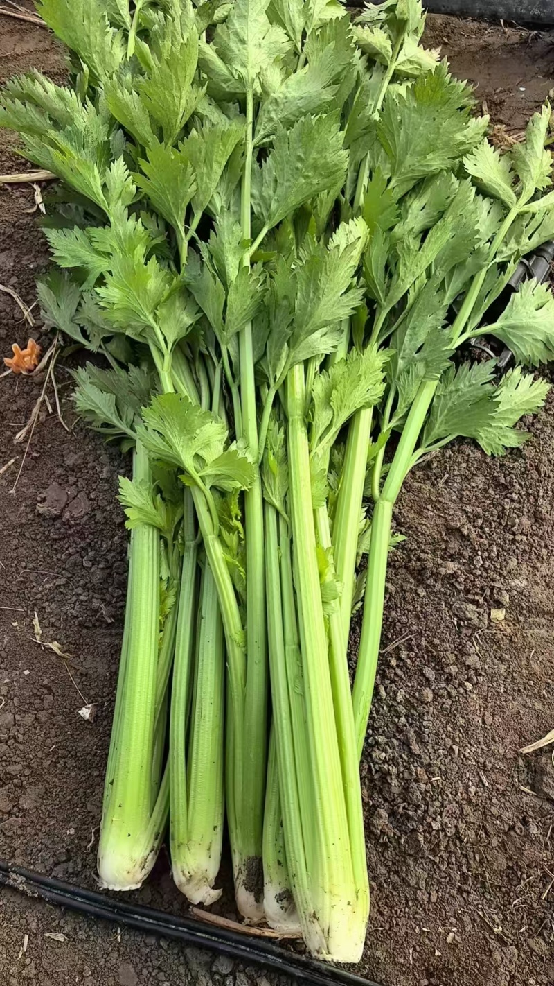 西芹，