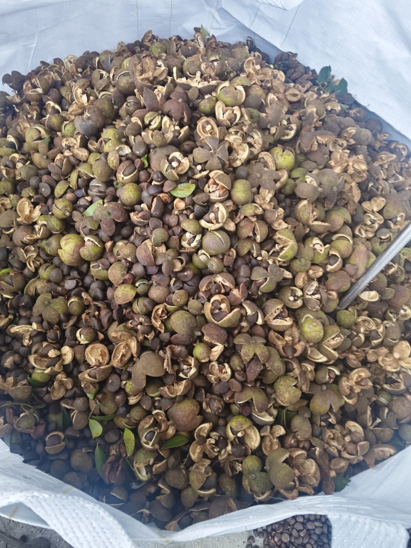 山茶油