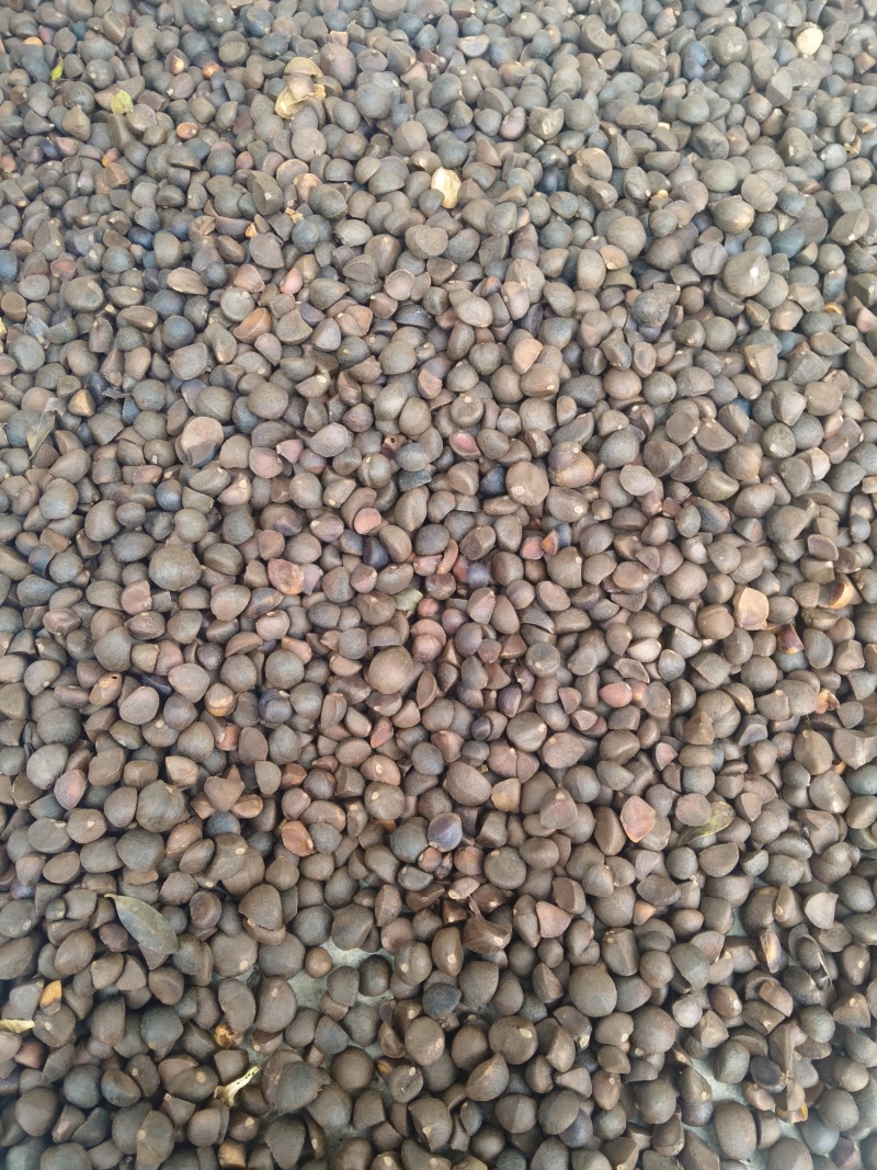 山茶油