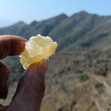 野生蜂蜜