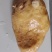 鸡宝