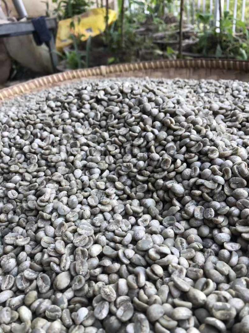 云南咖啡豆商业一级豆
