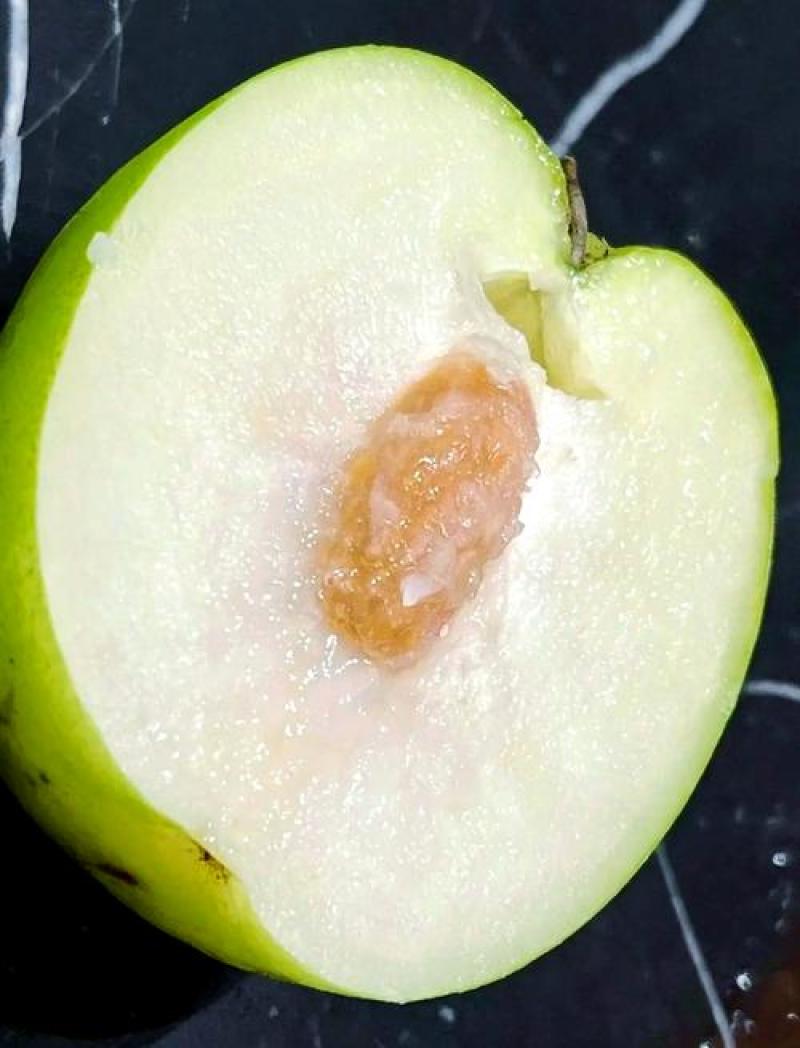 西双版纳苹果枣