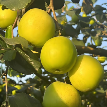西双版纳苹果枣