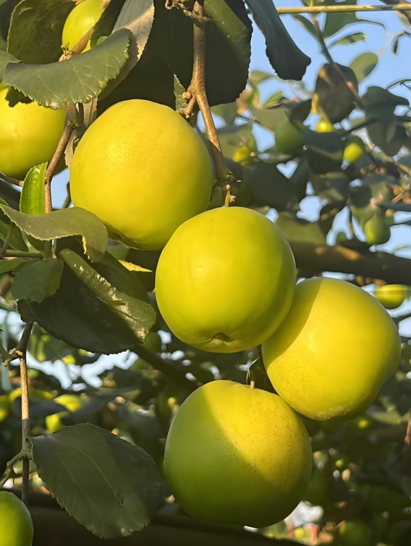 西双版纳苹果枣