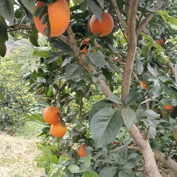 古蔺马蹄甜橙