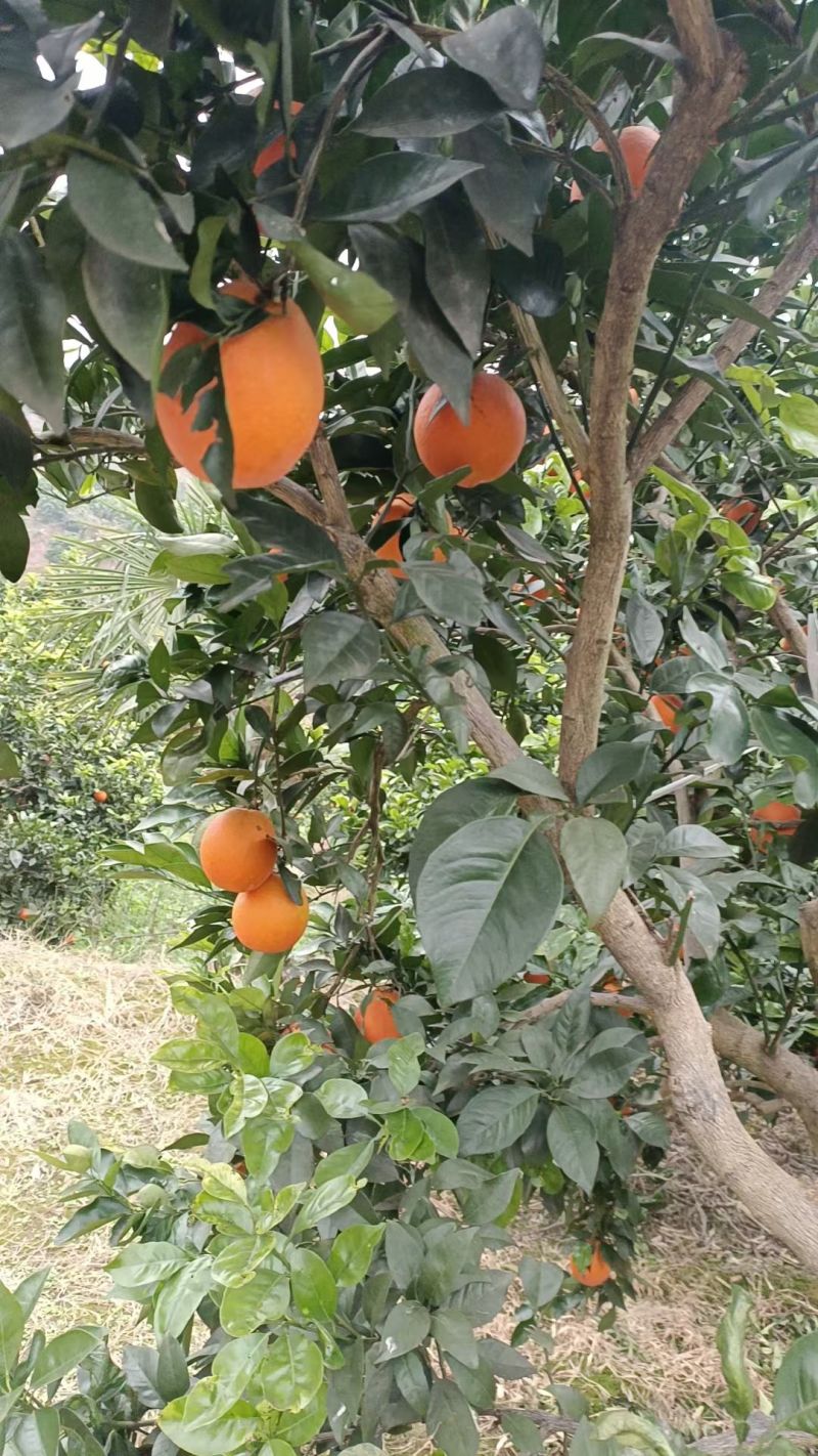 古蔺马蹄甜橙