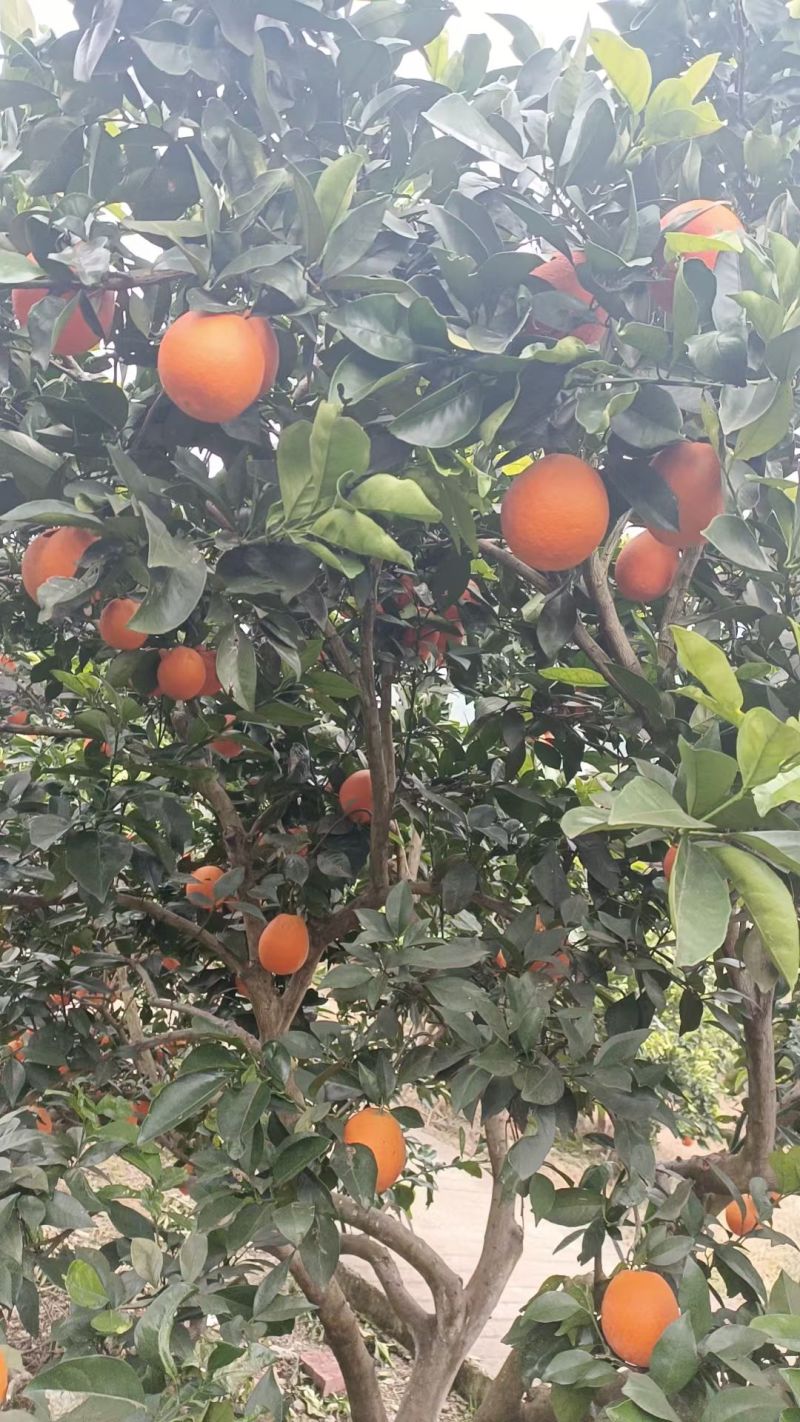 古蔺马蹄甜橙