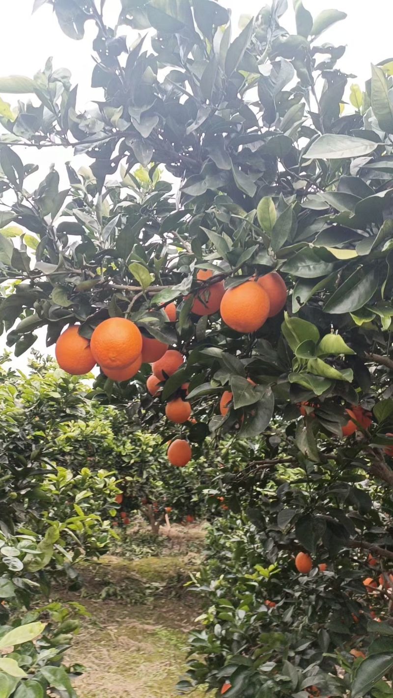 古蔺马蹄甜橙