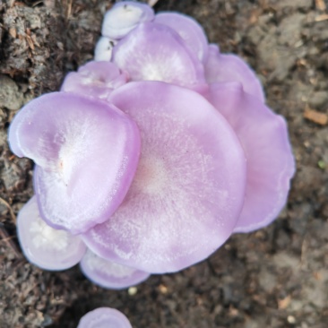 东北紫花脸蘑菇干