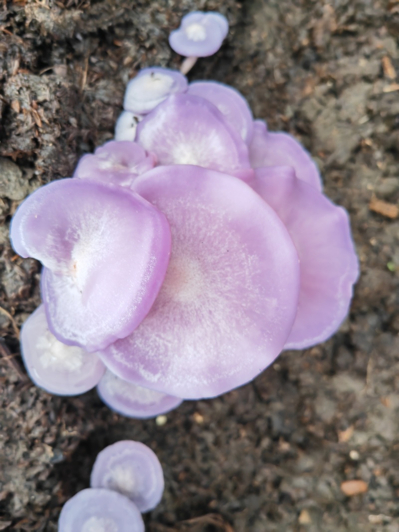 东北紫花脸蘑菇干