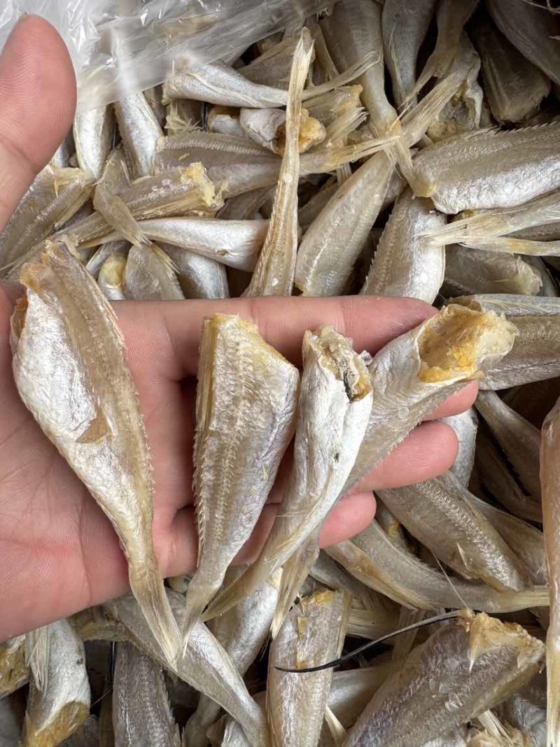 北海红娘子鱼，淡干，摆地摊，展会，电商