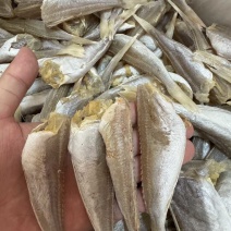北海红娘子鱼，淡干，摆地摊，展会，电商