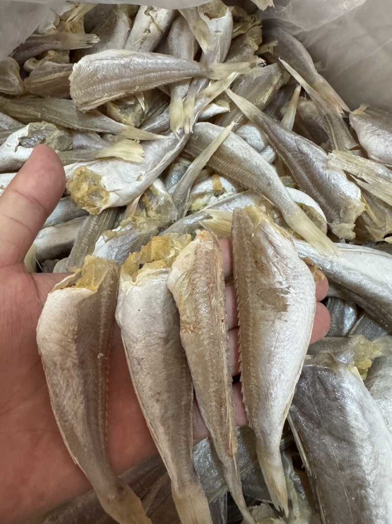 北海红娘子鱼，淡干，摆地摊，展会，电商