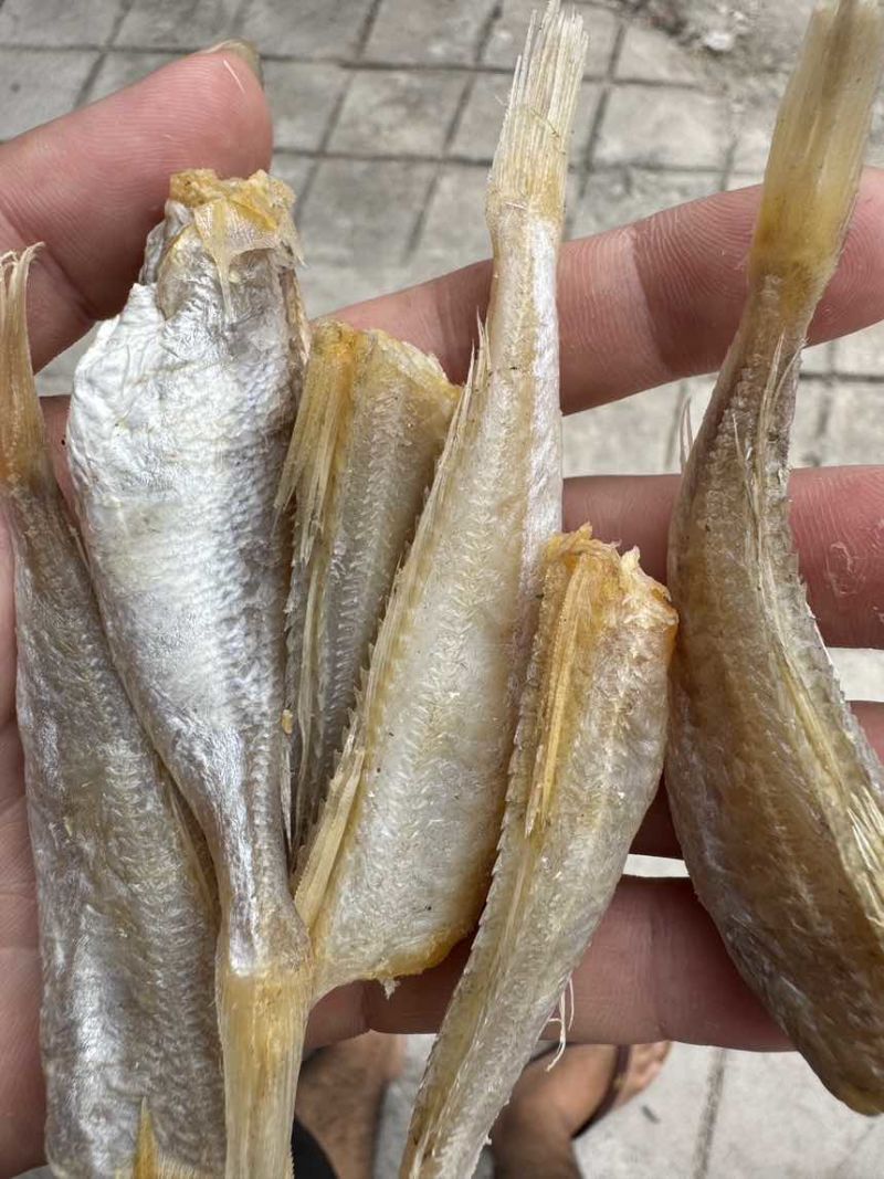 北海红娘子鱼，淡干，摆地摊，展会，电商