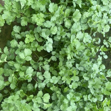 大叶香菜，一级净菜，产地直发，量大从优