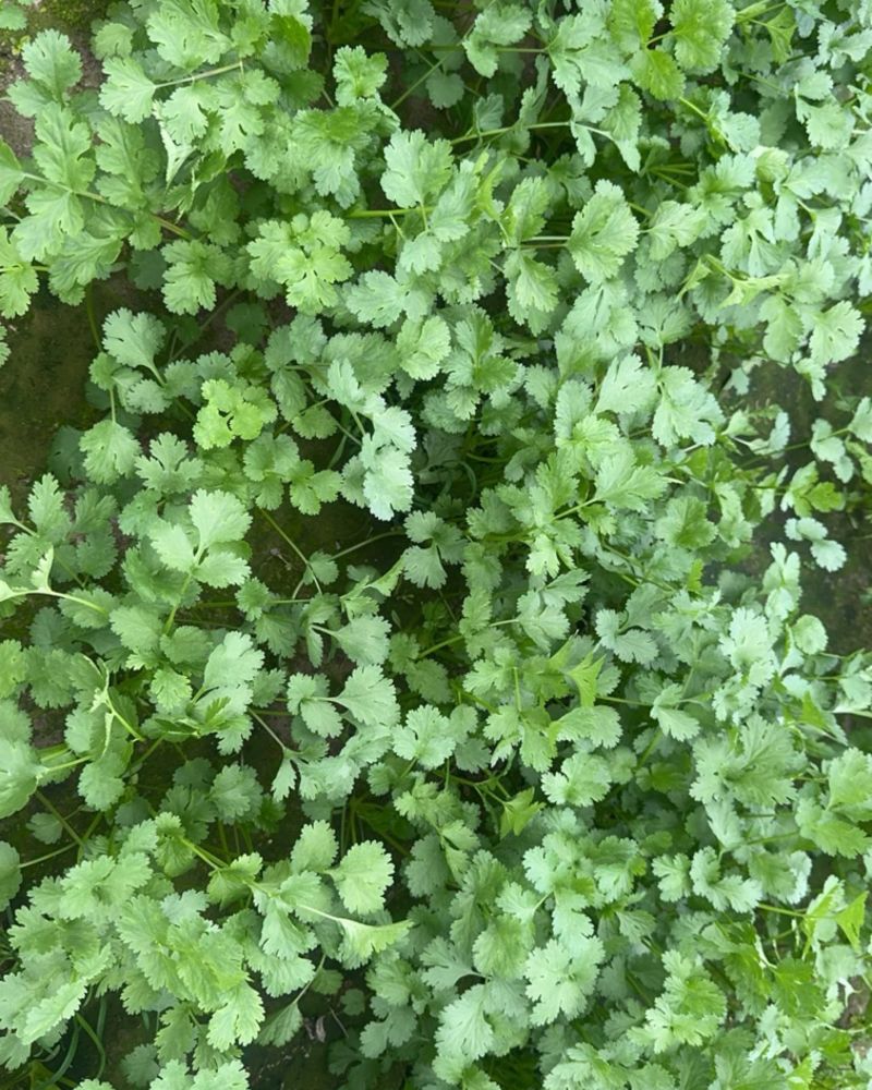 大叶香菜，一级净菜，产地直发，量大从优