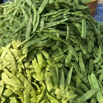 广东一点红油豆角，专业一件代发