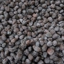 涉县无核黑枣