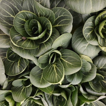 精品太湖菜