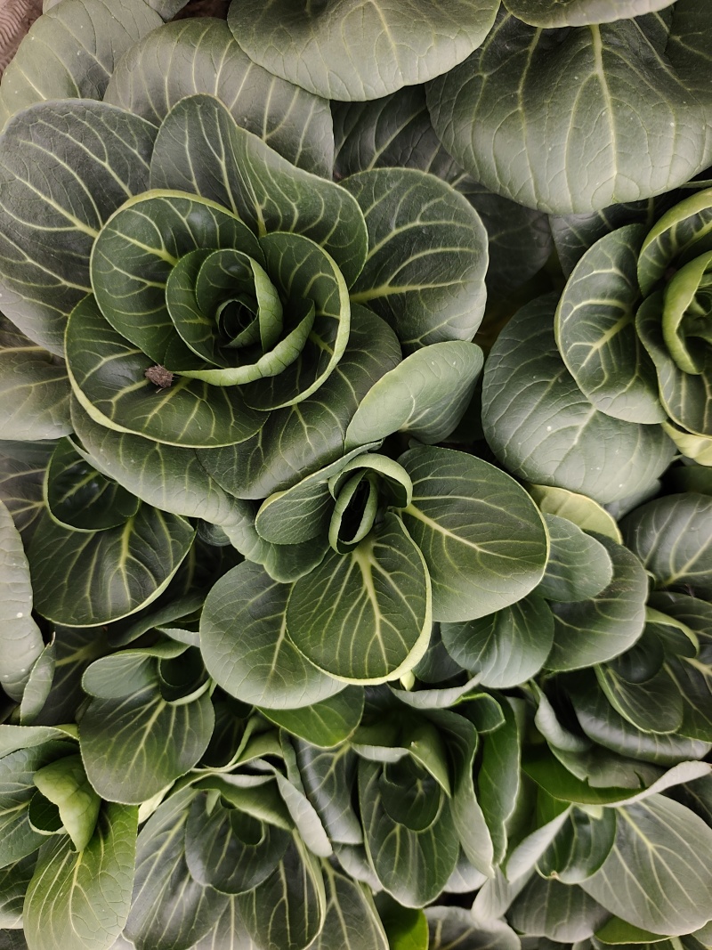 精品太湖菜***********。