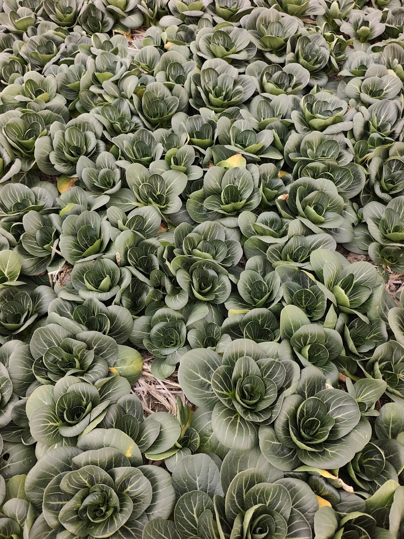 精品太湖菜***********。