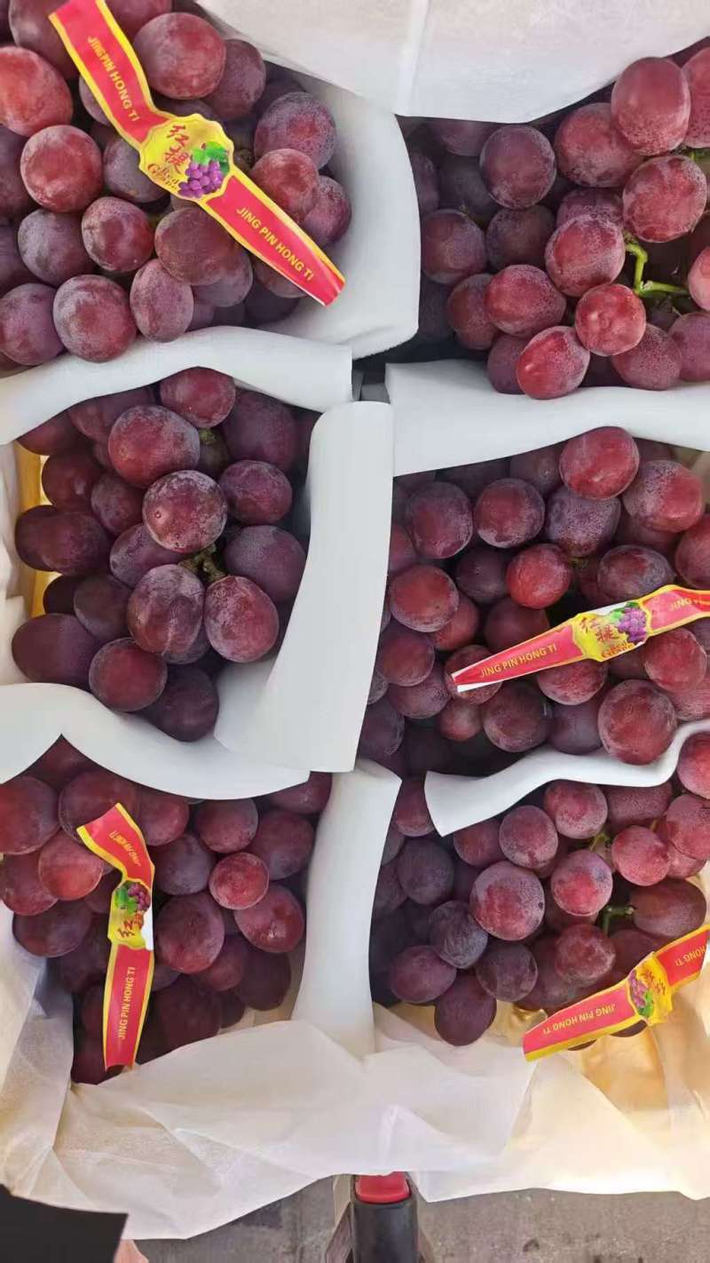 新疆葡萄紅提